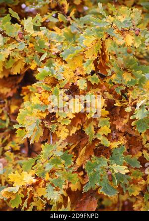 Cracovia. Cracovia. Polonia. Quercia peduncolare (Quercus robur). Foglie gialle. Colori dell'autunno. Foto Stock