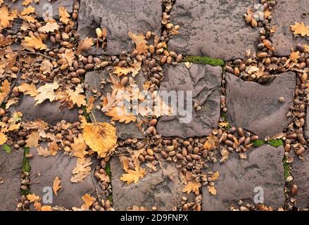Cracovia. Cracovia. Polonia. Quercia peduncolare (Quercus robur). Ghiande e foglie sul pavimento in ciottoli di porfido. Foto Stock