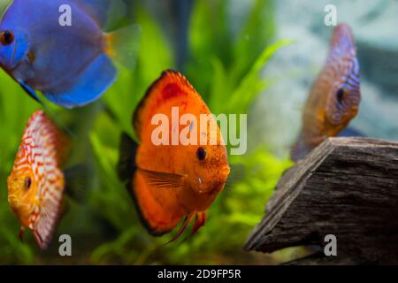 Vista del pesce discus che nuotano nell'acquario piantato. Pesci tropicali. Splendidi sfondi naturali. Concetto di hobby. Foto Stock