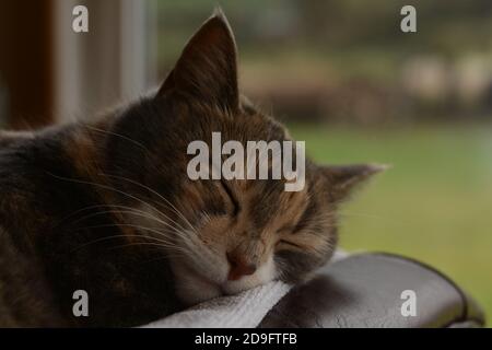Un gatto che dorme in una stanza luminosa Foto Stock