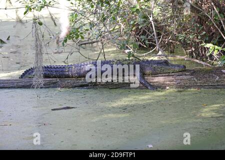 Alligatore americano (alligatore missisippiensis) adulto che riposa sul log in acqua Everglades, Florida Febbraio Foto Stock