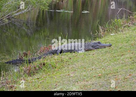 Alligatore americano (Alligator missisippiensis) adulto che riposa sulla riva Everglades, Florida Febbraio Foto Stock