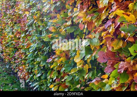 Carpino siepe in autunno - Carpinus betulus Foto Stock