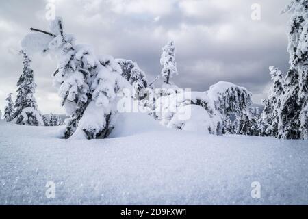 Appena scesa la neve Foto Stock