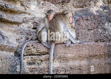 due scimmie macachi che dormono su un muro Foto Stock