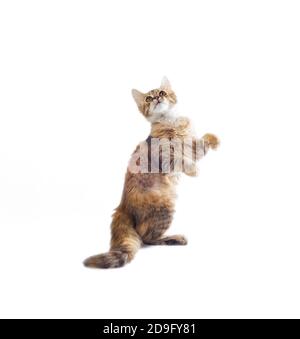 divertente peloso gatto piebald si alza sulle sue gambe posteriori uno sfondo bianco Foto Stock