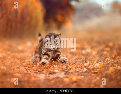 Bella caccia di gatto tabby nel giardino Sunny autunno tra L'erba dorata con i suoi artigli fuori Foto Stock