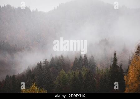 Nebbia e nevica tempesta su una foresta di alberi di cono nelle montagne rumene durante una giornata nuvolosa di novembre. Foto Stock