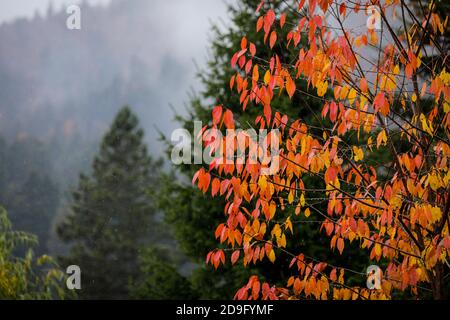Foglie rosse e gialle di un albero d'autunno con verde foresta di alberi a cono sullo sfondo delle montagne rumene durante un giorno di novembre pioggia/slittino. Foto Stock