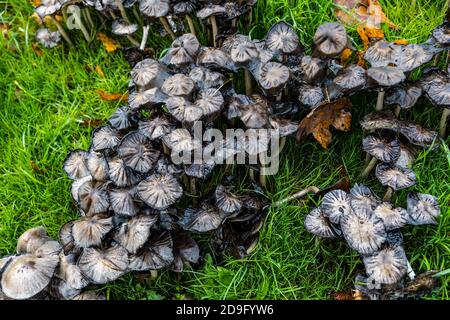 Funghi umidi e slimy che decadono, cappuccio di inchiostro shaggy o la parrucca dell'avvocato (Coprinus comatus) che cresce in erba, Scozia, Regno Unito Foto Stock