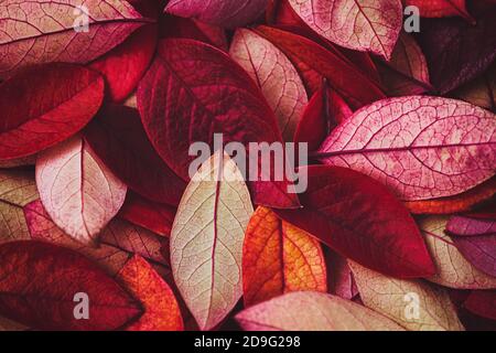 vino rosso autunno foglie tessitura, caduta natura sfondo Foto Stock