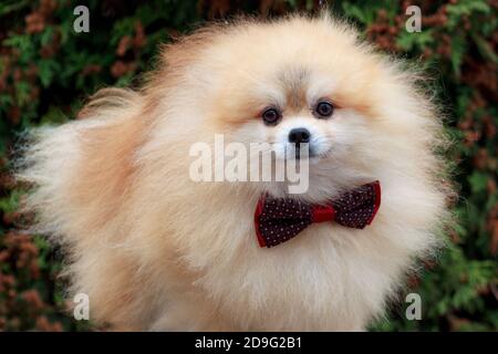 Pomeranian spitz cucciolo in una bella cravatta di prua. Animali domestici. Foto Stock