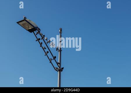 Gruppo di piccoli piccioni uccello in cima alla lampada da strada contro il cielo blu. Foto Stock