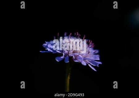 Macro di campo scabioso isolato su uno sfondo nero Foto Stock