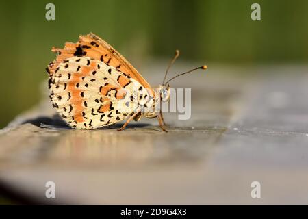 Esemplare isolato di farfalla della specie Melitaea didyma, il fritillary macchiato o la banda rossa fritillary, su fiori di menta selvatica. Foto Stock