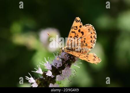 Esemplare isolato di farfalla della specie Melitaea didyma, il fritillary macchiato o la banda rossa fritillary, su fiori di menta selvatica. Foto Stock