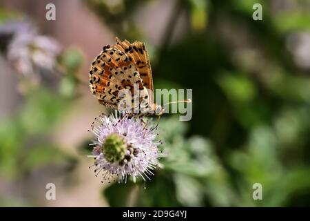 Esemplare isolato di farfalla della specie Melitaea didyma, il fritillary macchiato o la banda rossa fritillary, su fiori di menta selvatica. Foto Stock