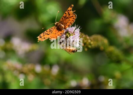 Esemplare isolato di farfalla della specie Melitaea didyma, il fritillary macchiato o la banda rossa fritillary, su fiori di menta selvatica. Foto Stock