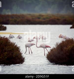 fenicottero rosa nel lago, uccelli migratori riposanti Foto Stock