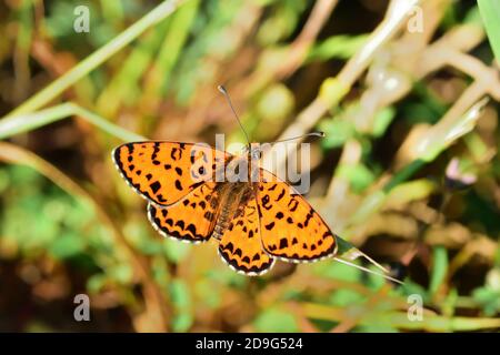 Esemplare isolato di farfalla della specie Melitaea didyma, il fritillary macchiato o la banda rossa fritillary, su fiori di menta selvatica. Foto Stock