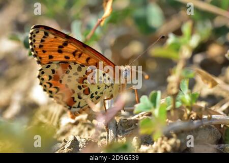 Esemplare isolato di farfalla della specie Melitaea didyma, il fritillary macchiato o la banda rossa fritillary, su fiori di menta selvatica. Foto Stock