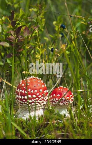 Gryb nei boschi. Rosso Amanita. Ucraina, una foresta nelle montagne dei Carpazi Foto Stock