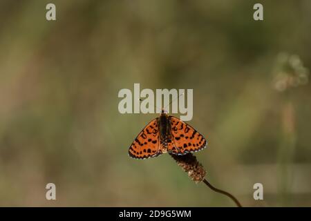 Esemplare isolato di farfalla della specie Melitaea didyma, il fritillary macchiato o la banda rossa fritillary, su fiori di menta selvatica. Foto Stock