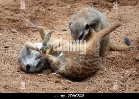 I meerkat lottano per il territorio. I meerkat o i suricati giocano combattendo nella sabbia Foto Stock