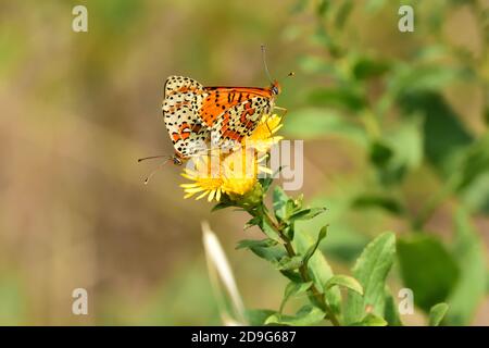 Coppia di farfalle maschili e femminili della specie Melitaea didyma, il fritillary macchiato o Red-band fritillary, su sfondo naturale. Foto Stock