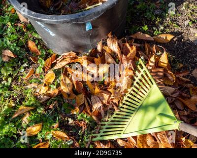 Giardinaggio in autunno rastrellando foglie con foglie cadute Foto Stock