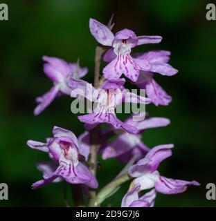 primo piano di dactylorhiza maculata, conosciuta come orchidea macchiata o orchidea macchiata di brughiera, su sfondo scuro e sfocato Foto Stock