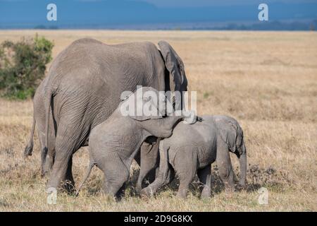 Africa, Kenya, Plateau di Laikipia, Distretto di frontiera settentrionale, Conservatorio di OL Pejeta. Mandria di elefanti africani con giovane (SELVATICA: Loxodonta Africana) Foto Stock