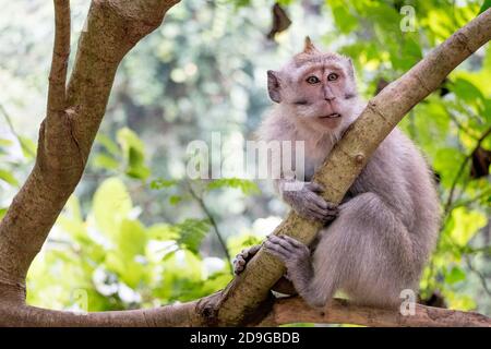 Una simpatica scimmia che sale su un albero alla Foresta delle scimmie a Ubud, Bali Foto Stock