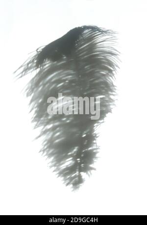 Piuma di struzzo e ombre su sfondo chiaro. Foto Stock