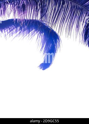 Piuma di struzzo e ombre su sfondo chiaro. Foto Stock