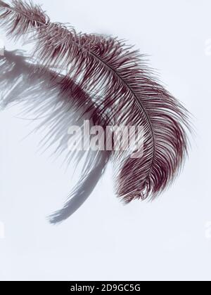 Piuma di struzzo e ombre su sfondo chiaro. Foto Stock