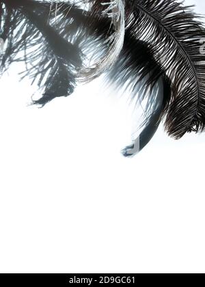 Piuma di struzzo e ombre su sfondo chiaro. Foto Stock
