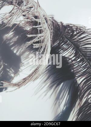 Piuma di struzzo e ombre su sfondo chiaro. Foto Stock