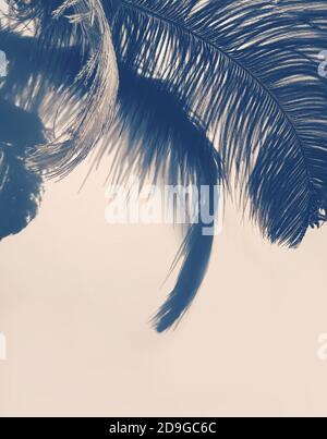 Piuma di struzzo e ombre su sfondo chiaro. Foto Stock