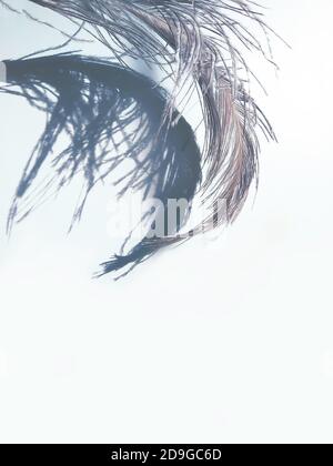 Piuma di struzzo e ombre su sfondo chiaro. Foto Stock