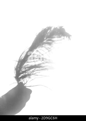 Piuma di struzzo e ombre su sfondo chiaro. Foto Stock