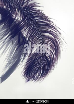 Piuma di struzzo e ombre su sfondo chiaro. Foto Stock