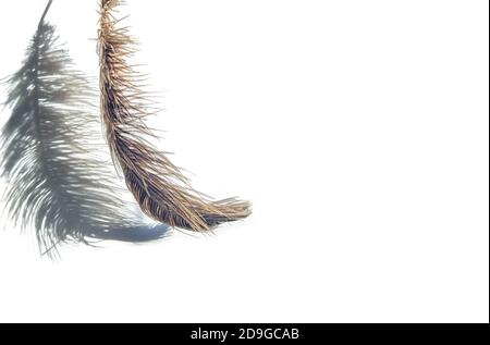 Piuma di struzzo e ombre su sfondo chiaro. Foto Stock