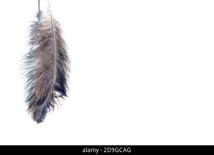 Piuma di struzzo e ombre su sfondo chiaro. Foto Stock