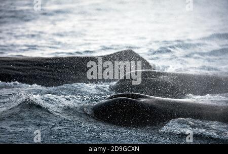 Avvistamento di balene. Gruppo di balene spermatozoi respirano aria. Spruzzi e gessi di balene sopra il mare. Safari in mare (safari delle balene). Physéter macrocéphalus Foto Stock