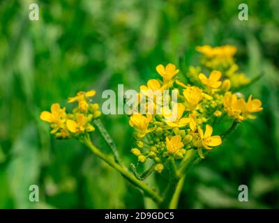 Rocket Turco - Bunias orientalis Vista dettagliata dell'infiorescenza Foto Stock