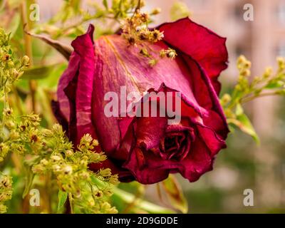 Primo piano di una bella rosa rossa viola appassita Foto Stock