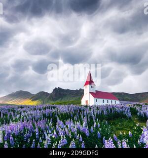 Chiesa luterana del Myrdal circondata da fiori di lupino fioriti, Vik, Islanda. Cielo tempestoso con minacciose nuvole di mammato sullo sfondo. Fotografia di paesaggio Foto Stock