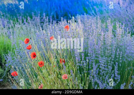 Campo di lavanda in Provenza, paesaggio colorato in primavera, con papaveri Foto Stock