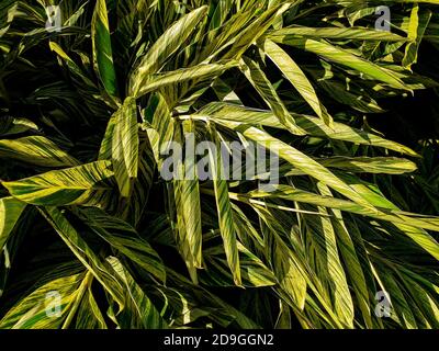 Foglie lunghe di zenzero con corteccia variegata (nome binomiale: Alpinia zerumbet 'variegata'), originarie dell'Asia orientale, con effetto dipinto ad olio digitale, per la schiena Foto Stock